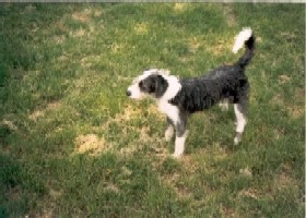 Daisy